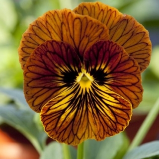 Виола рогатая Тайгер Ай  Ред [1000 шт] - ООО «Семена Тут»