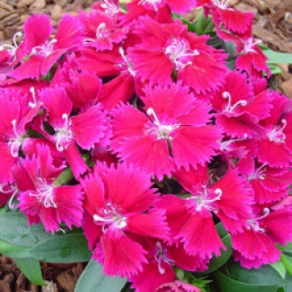 Гвоздика Чиба Виолет [500 шт] - ООО «Семена Тут»