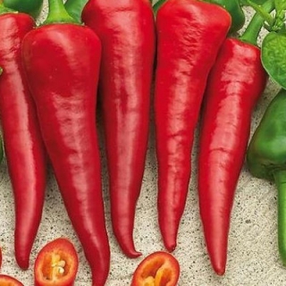 Перец острый Красный Толстяк (инкруст.семена) - ООО «Семена Тут»