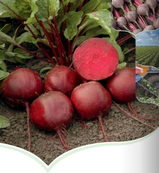 Свекла Беттолло F1 [фракция семян: 4,0-4,5 мм] - ООО «Семена Тут»