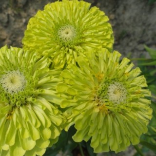 img-0: Цинния Квини Лайм [100 шт] - ООО «Семена Тут»