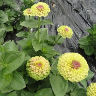 img-0: Цинния Квини Лайм виз Блотч [1000 шт] - ООО «Семена Тут»