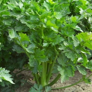 Сельдерей Килиан черешковый - ООО «Семена Тут»