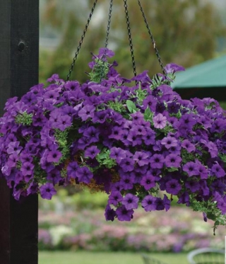 img-0: Петуния ампельная Изи Вэйв Блю [10 драже] - ООО «Семена Тут»