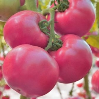 Томат Пинк Самсон F1 - ООО «Семена Тут»