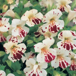 Мимулюс Мэджик Вайт виз блотч [1100 драже] - ООО «Семена Тут»