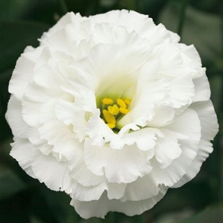 Эустома Корелли 2 Вайт [1000 драже] - ООО «Семена Тут»