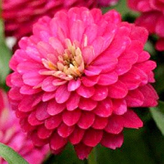 Цинния Дабл Захара Строберри [250 шт] - ООО «Семена Тут»