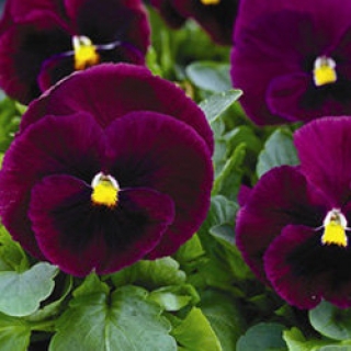 Виола крупноцветковая Маммот Роки роуз [1000 шт] - ООО «Семена Тут»