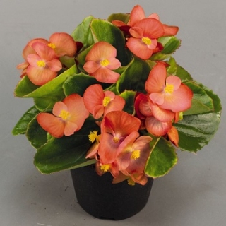 Бегония вечноцветущая Спринт Плюс Оранж [1000 драже] - ООО «Семена Тут»