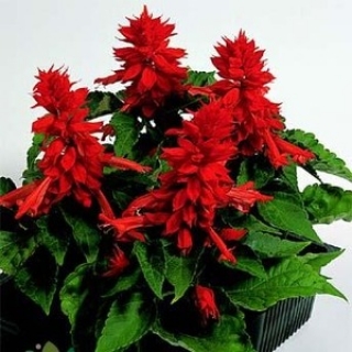 Сальвия Редди Брайт Ред [10000 шт] - ООО «Семена Тут»