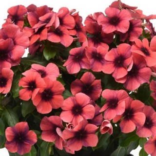 Катарантус Тату Папайа [1000 шт] - ООО «Семена Тут»