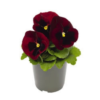 img-1: Виола крупноцветковая Инспайер Делюкс Ред Блотч [1000 шт] - ООО «Семена Тут»