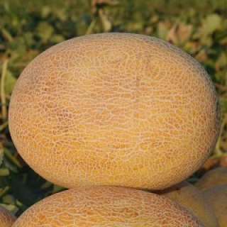 Дыня Карамель F1 - ООО «Семена Тут»