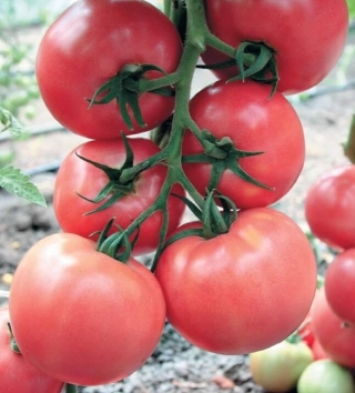 img-0: Томат Розарио F1 - ООО «Семена Тут»