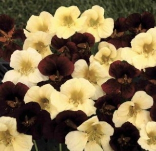 Настурция низкорослая День и ночь - ООО «Семена Тут»