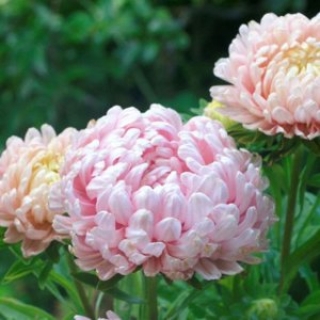 Астра пионовидная Дюшес абрикосовая - ООО «Семена Тут»