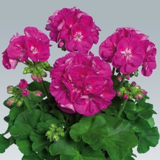 Пеларгония зональная Горизонт Виолет [100 шт] - ООО «Семена Тут»