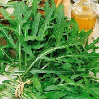 Рукола Пасьянс МЗ - ООО «Семена Тут»