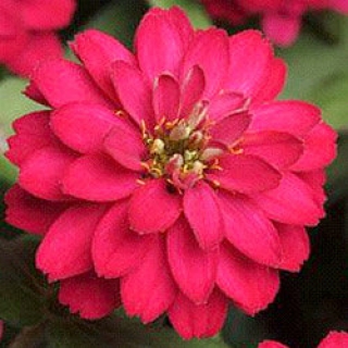 Цинния Дабл Захара Черри [100 шт] - ООО «Семена Тут»