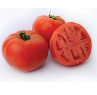 Томат Румяный шар F1 (инкруст. семена) - ООО «Семена Тут»
