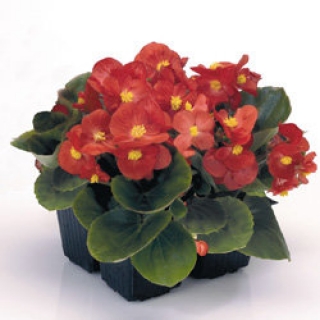 Бегония вечноцветущая Спринт Плюс Ред [1000 драже] - ООО «Семена Тут»