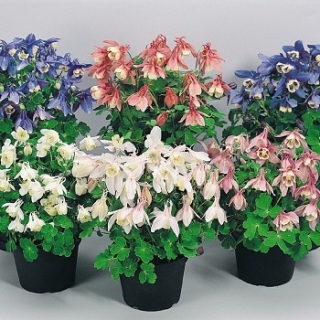 Аквилегия Камео Микс  [500 шт] - ООО «Семена Тут»