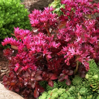 img-0: Седум ложный Вуду [1000 шт] - ООО «Семена Тут»