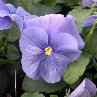 Виола крупноцветковая Матрикс Блю [1000 шт] - ООО «Семена Тут»