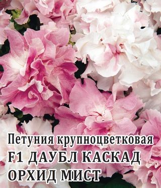 img-1: Петуния махровая Дабл Каскад Орхид Мист [100 драже] - ООО «Семена Тут»