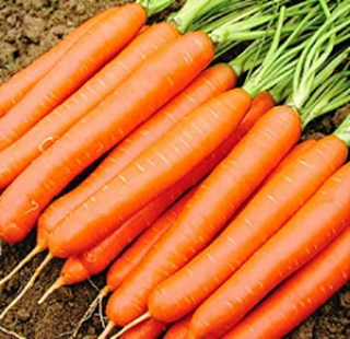 img-1: Морковь Навал F1 (фракция: 1,8-2,0 мм) - ООО «Семена Тут»