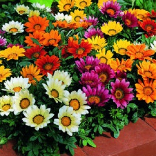 Газания Кисс Микс [1000 шт] - ООО «Семена Тут»