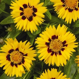 Кореопсис Сан Кисс [250 шт] - ООО «Семена Тут»