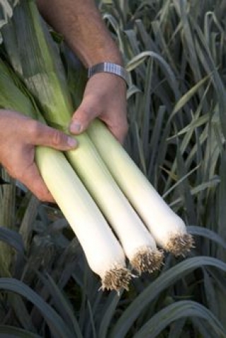 img-1: Лук порей Форрест - ООО «Семена Тут»