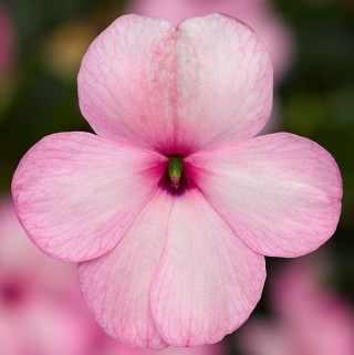 img-0: Бальзамин Имара F1 Пинк [1000 шт] - ООО «Семена Тут»