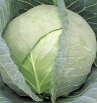 Капуста белокочанная Тайнинская - ООО «Семена Тут»