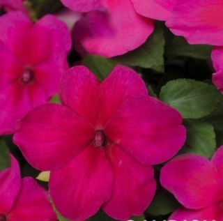 Бальзамин Супер Элфин F1 Виолет [1000 шт] - ООО «Семена Тут»