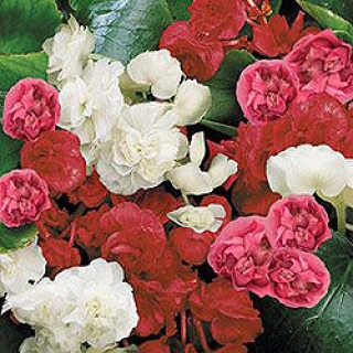 Бегония вечноцветущая махровая Квин Микс [1000 драже] - ООО «Семена Тут»
