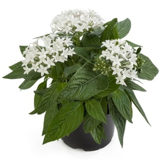 Пентас Граффити Вайт [1000 драже] - ООО «Семена Тут»