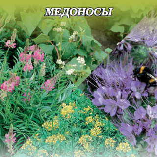 img-0: Медоносы - ООО «Семена Тут»