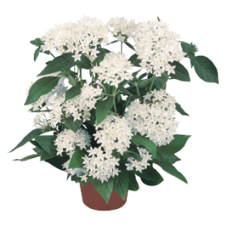 Пентас Нью Лук Вайт [100 драже] - ООО «Семена Тут»