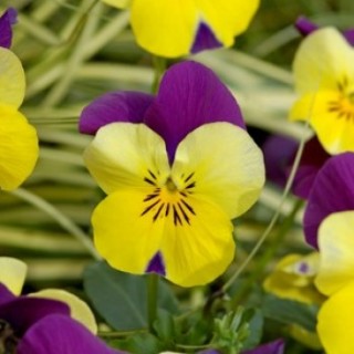 img-0: Виола рогатая Флорал Пауэр F1 Еллоу Пурпл Винг [1000 шт]*** - ООО «Семена Тут»