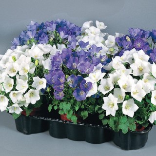 Колокольчик карпатский Клипс Микс [1000 драже] - ООО «Семена Тут»