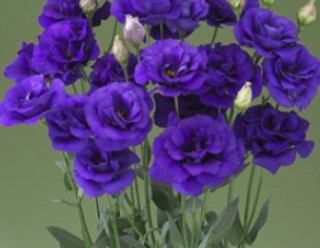 Эустома Арена 1 Парпл [100 драже] - ООО «Семена Тут»