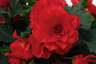 img-2: Бегония клубневая Нонстоп Джой Ред [500 драже] - ООО «Семена Тут»