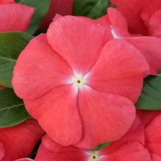 Катарантус Кобра Оранж [100 шт] - ООО «Семена Тут»