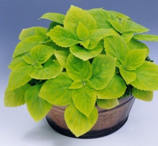 img-1: Колеус Джиант Эксибишен Лаймлайт [500 шт] - ООО «Семена Тут»