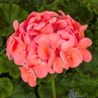img-0: Пеларгония зональная Пинто Премиум Дип Салмон [1000 шт] - ООО «Семена Тут»