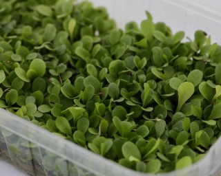 img-0: Цикорий листовой красный Россо МЗ - ООО «Семена Тут»