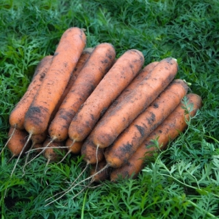 Морковь Номинатор F1 (фракция: 1,8-2,0 мм) - ООО «Семена Тут»